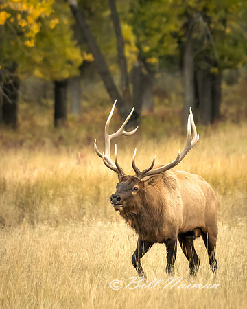 Elk (16)