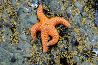 Orange Star Fish in Tide Pool