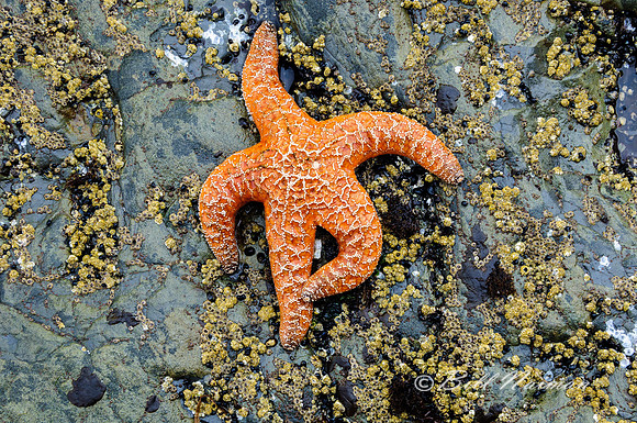 Orange Star Fish in Tide Pool