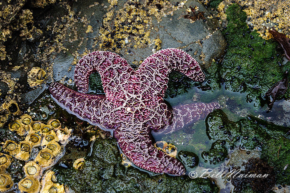 Red Star Fish in Tide Pool