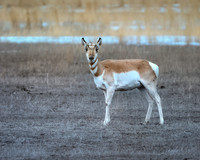 Yellowstone - Pronghorn Winter 2020( 1)