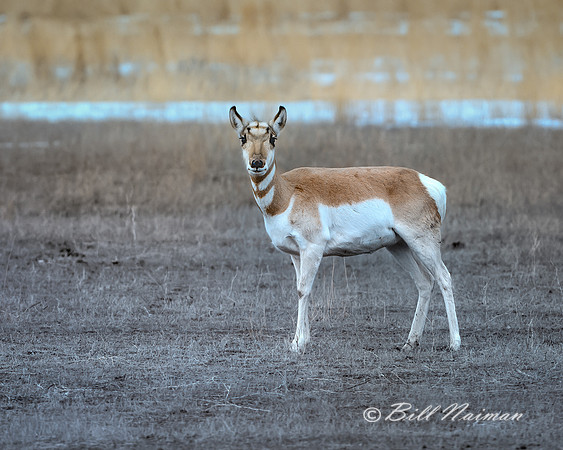 Yellowstone - Pronghorn Winter 2020( 1)