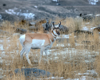 Yellowstone - Pronghorn Winter 2020 (2)