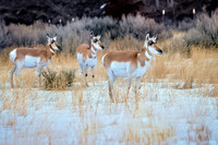 Yellowstone - Pronghorn Winter 2020 (6)