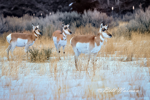 Yellowstone - Pronghorn Winter 2020 (6)