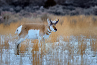 Yellowstone - Pronghorn Winter 2020 (3)
