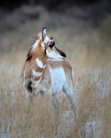 Yellowstone - Pronghorn Winter 2020 (4)