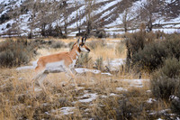 Yellowstone - Pronghorn Winter 2020( 5)