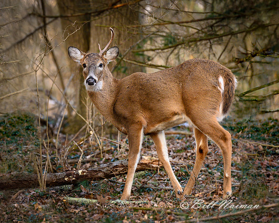 White Tail Buck with One Antler - "Half a Buck"