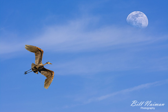 Blue Heron in Flight (Composite with Moon)