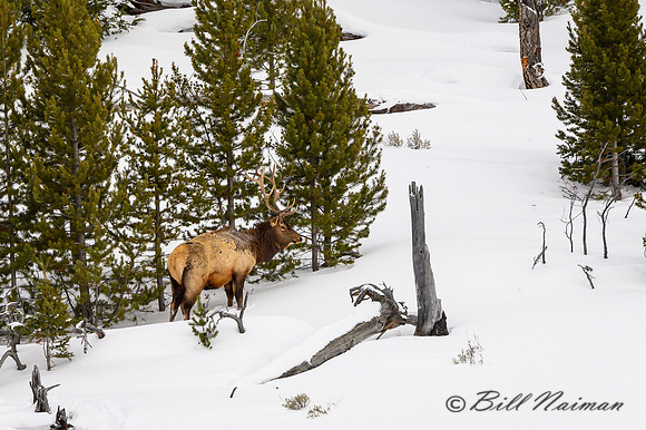 Yellowstone Elk in Winter - 2020 (3)