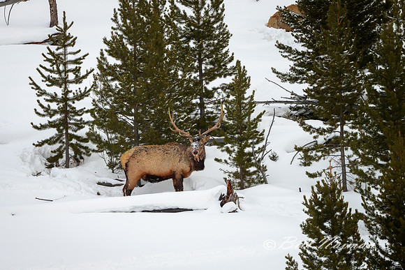 Yellowstone Elk in Winter - 2020 (4)