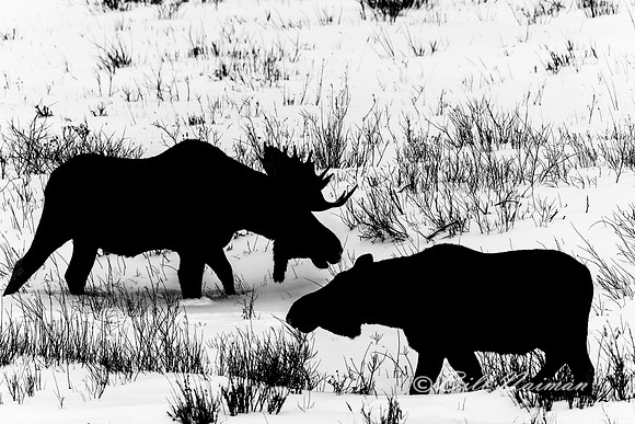 Yellowstone Bull and Cow Moose in Winter 2020