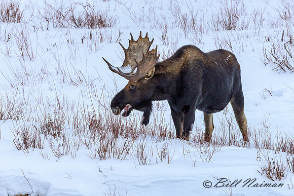 Yellowstone Moose in Winter 2020 (4)