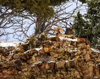 Yollowtone Winter - Big Horn Sheep 2020