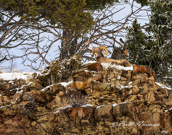 Yollowtone Winter - Big Horn Sheep 2020