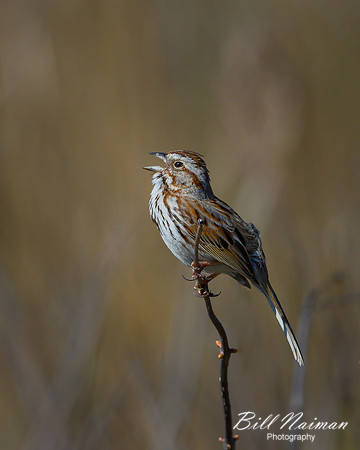 Song Sparrow