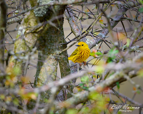 Yellow Warbler - 2020