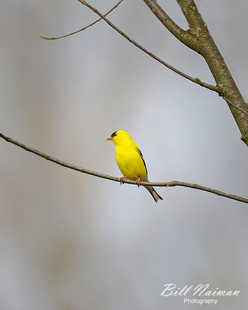 Gold Finch