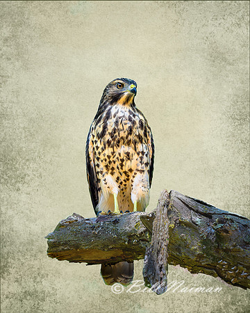 Red Shouldered Hawk Juvenile with Texture Backgound