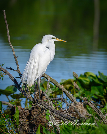 White Egret Take Off Series (3)