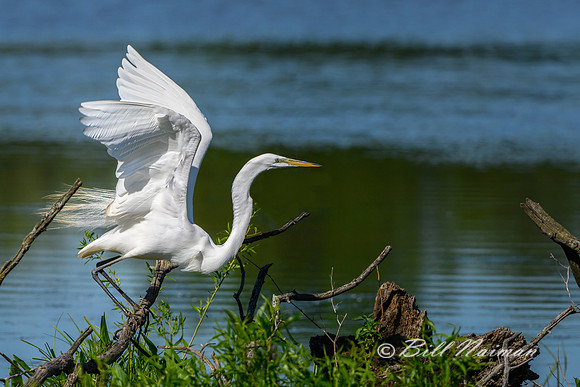 White Egret Take Off Series (2)