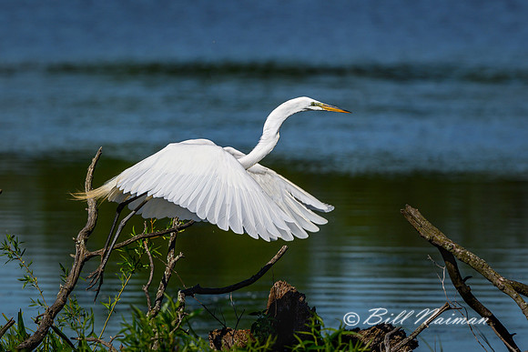 White Egret Take Off Series (1)