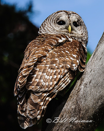Barred Owl
