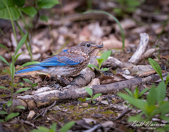 Bluebird (5)