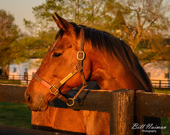 Basking in the Late Day Sun (1)