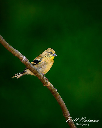 Goldfinch