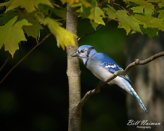 Blue Jay Late Summer