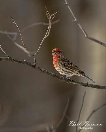 House Finch - Male