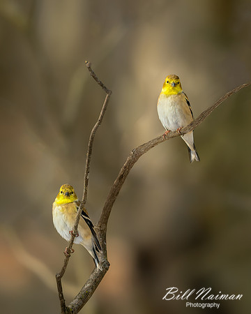 Goldfinch Pair