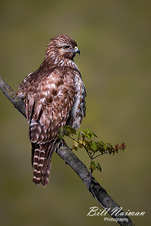 Red-Tailed Hawk May   2020 - edited Background