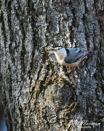 White-breasted Nuthatch - 2020 (1)