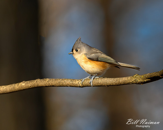 Tufted Titmouse