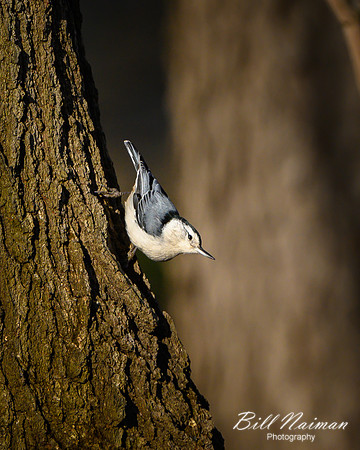 White-breasted Nuthatch - 2020 (2)