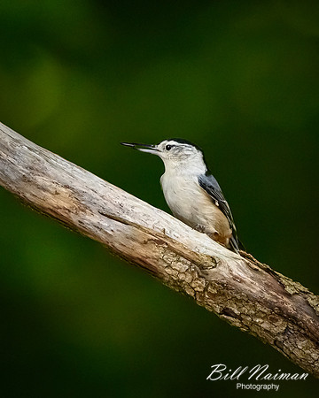 White-breasted Nuthatch - 2021 (3)