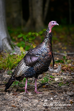 Wild Turkey - Medina Marsh