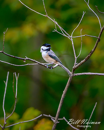 Black-capped Chickadee