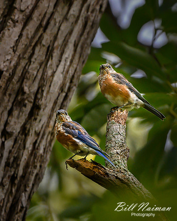 Bluebird Pair (1)