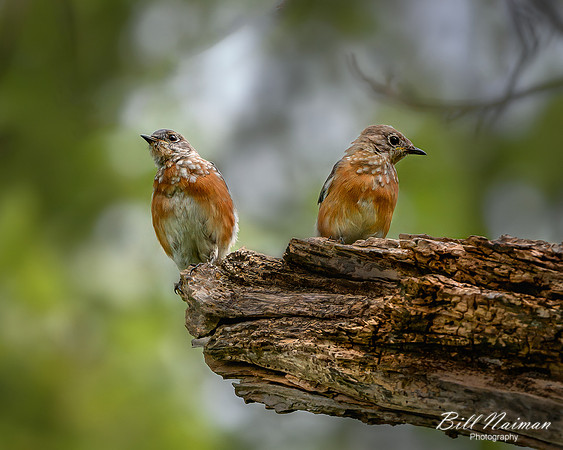 Bluebird Pair (2)