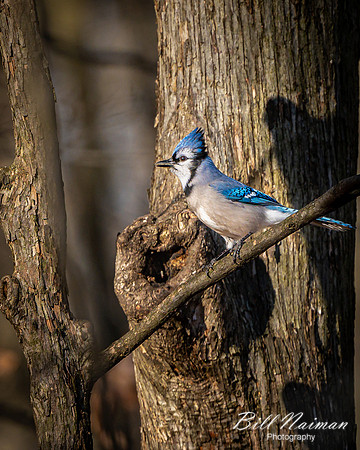 Blue Jay Early Winter (2)