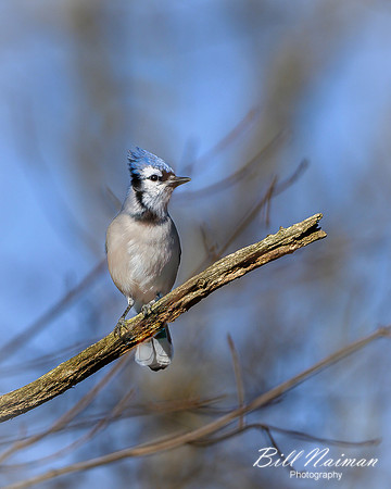 Blue Jay Early Winter (1)