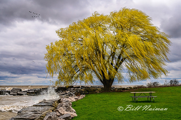 Edgewater Willow Tree April, 2020