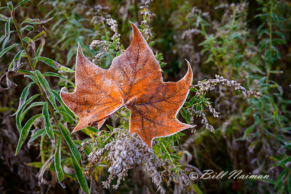 Tree Leaf First Frost