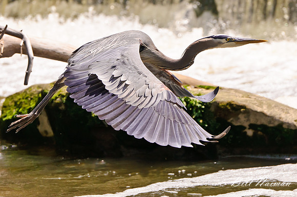 Blue Heron - Cleveland Metropolitan Park