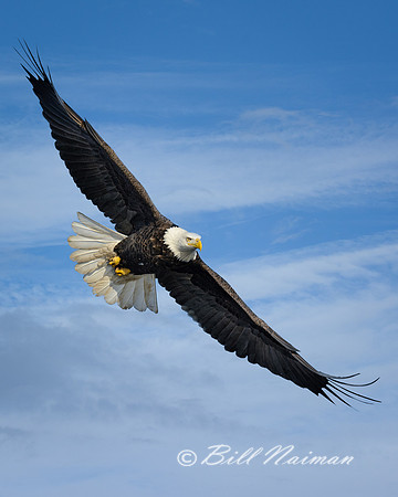 Bald Eagle Soaring (4)