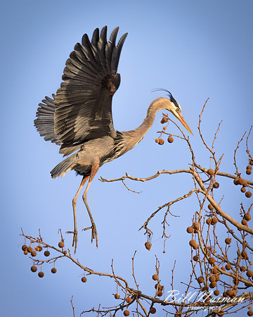 Comming in for a Landing